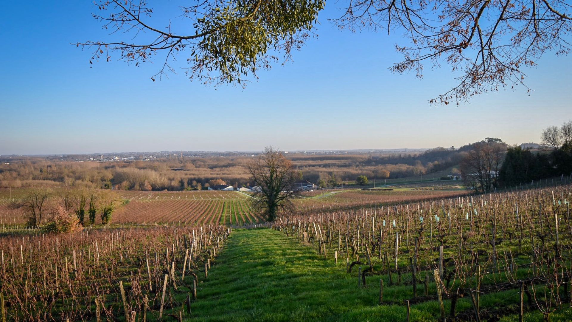 Bordeaux vineyards in winter with morning mist in Saint-Emilion.@Myprivatefrenchtravel