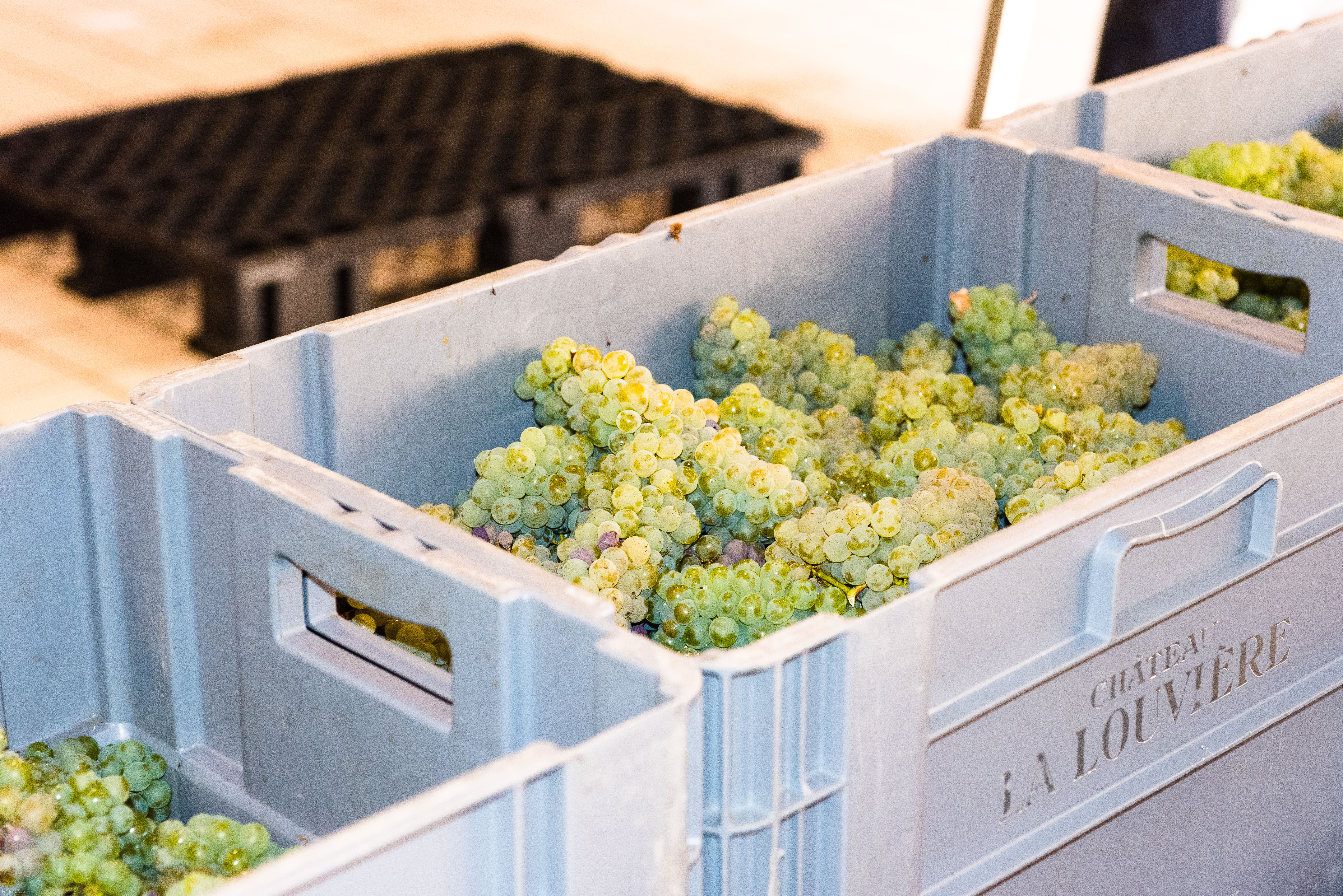 bordeaux_whitegrapes_harvest_experience_vendanges