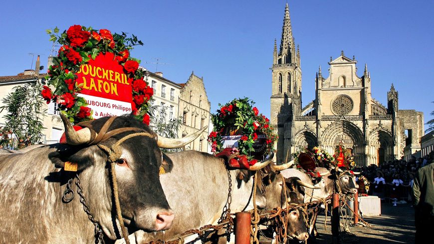 boeufs de bazas