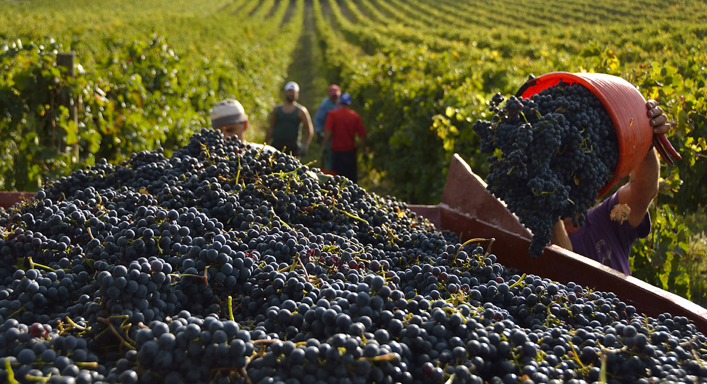 whatodo_harvest_saintemilion_bordeaux